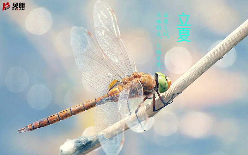 立夏啦！立夏啦！